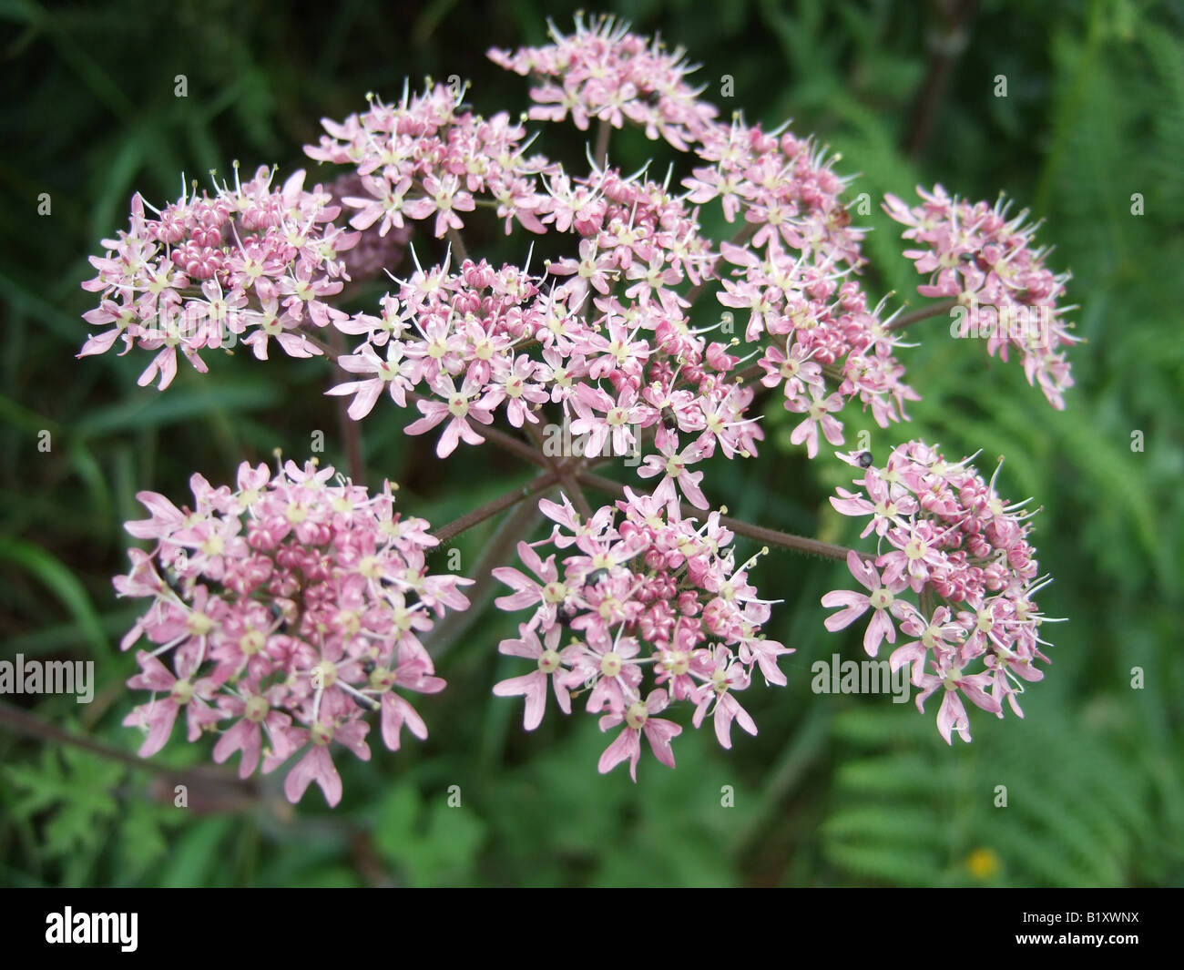 Hogweed rosa sul ciglio della strada nel mese di giugno nel Regno Unito. Heracleum sphondylium testa di fiori e broccoli contro un backgorund di verde. Foto Stock