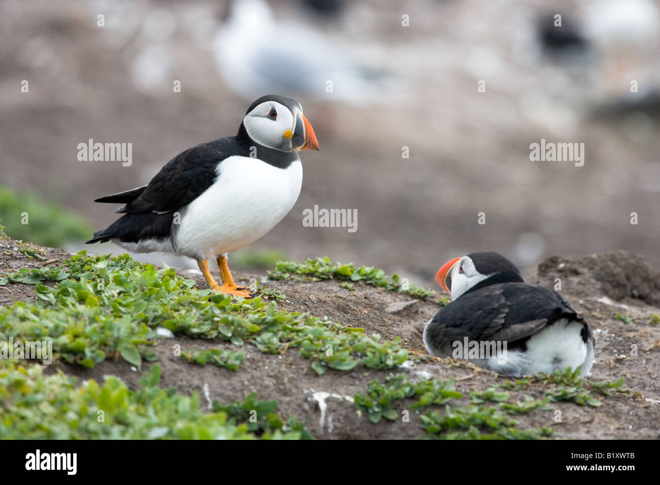 Due Atlantic pulcinelle di mare (Fratercula arctica) Foto Stock