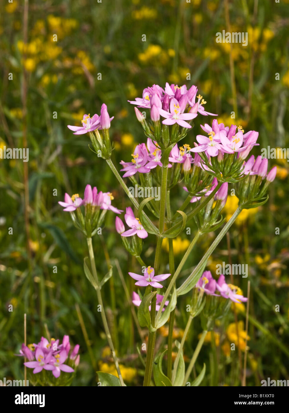 Common Centaury Centaurium erythraea (Gentianaceae) rosa Foto Stock