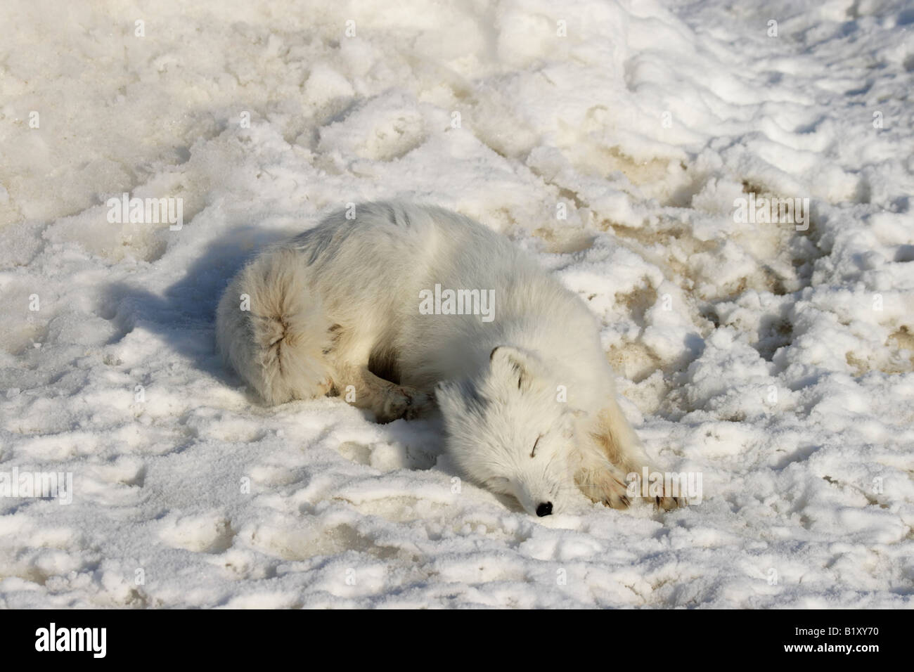 Graffiare selvatici volpe polare. Artico, Kolguev Island, il Mare di Barents, Russia. Foto Stock