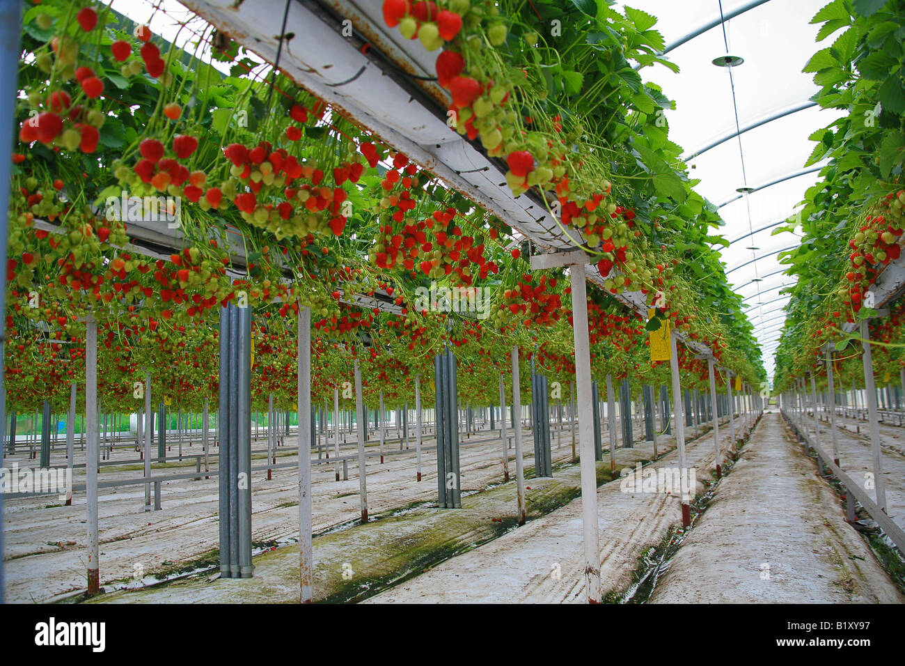Commerciale di coltivazione fragola Bridgwater Somerset REGNO UNITO Foto Stock
