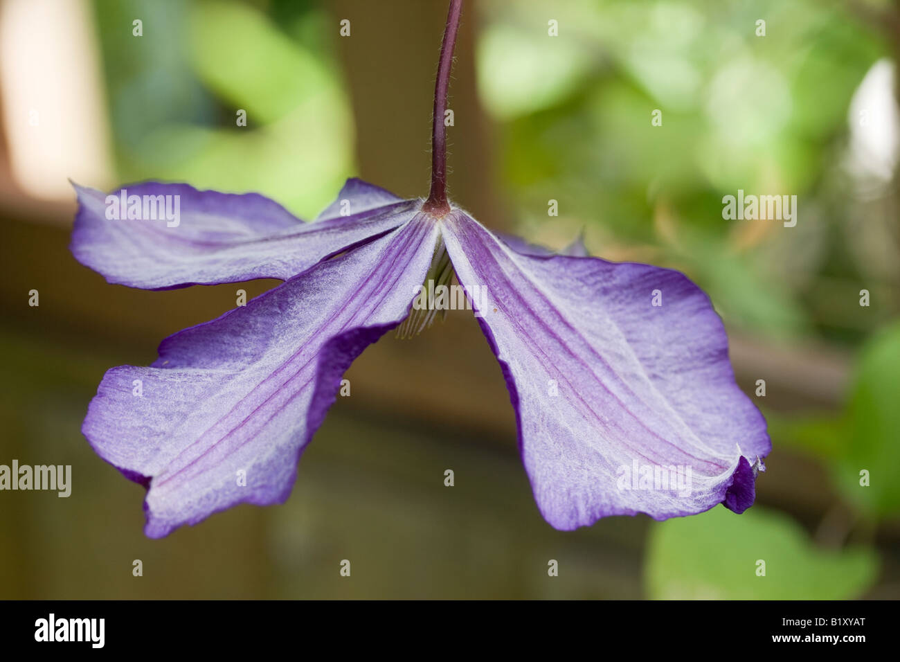 Deep Purple clematis fiore singolo dalla parte superiore Foto Stock