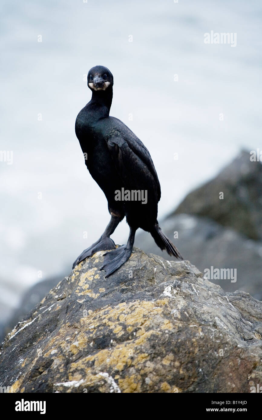 Double-crested cormorano (Phalacrocorax auritus) Foto Stock