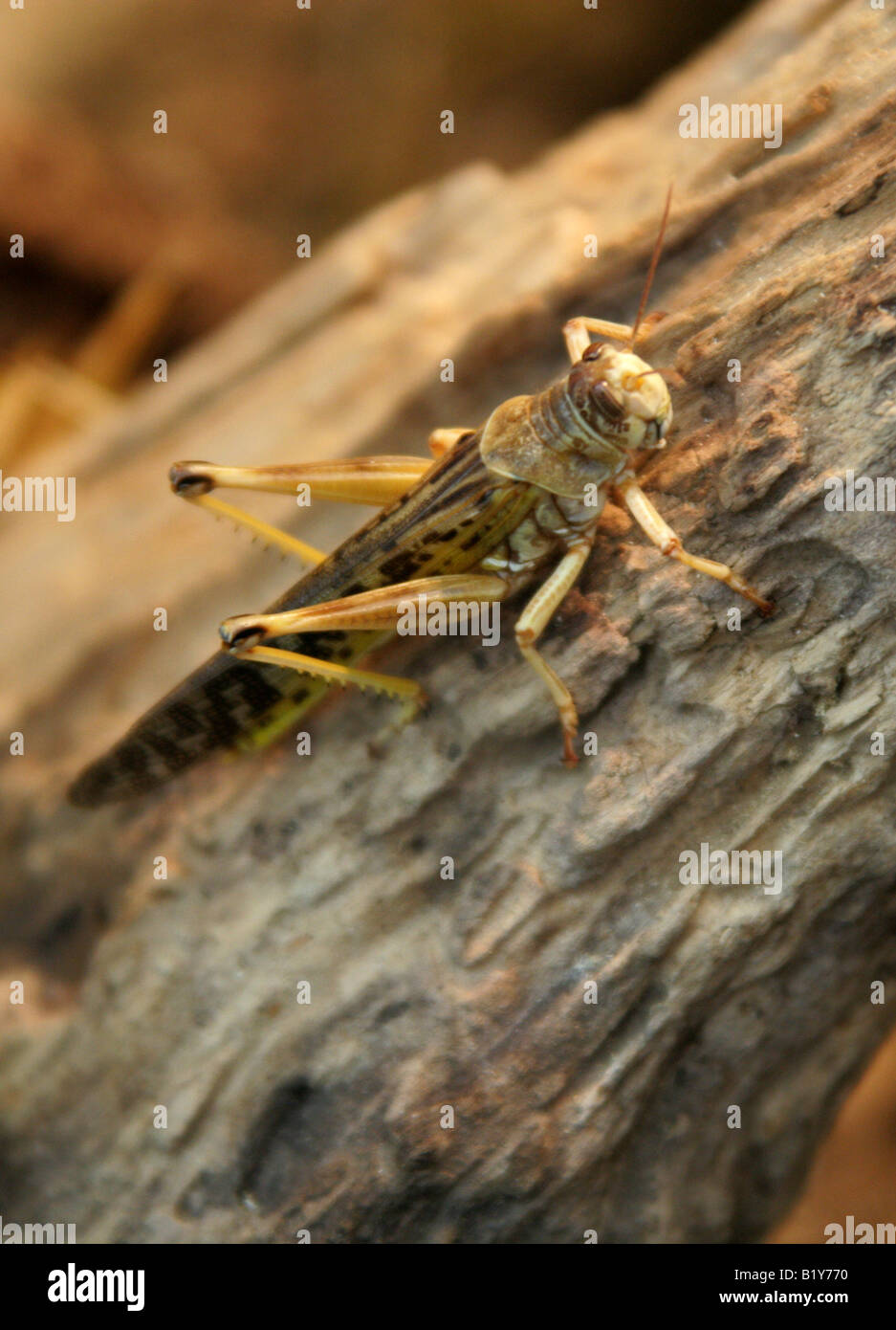 Desert Locust, Schistocerca gregaria. Il Nord Africa e il Medio Oriente. Foto Stock