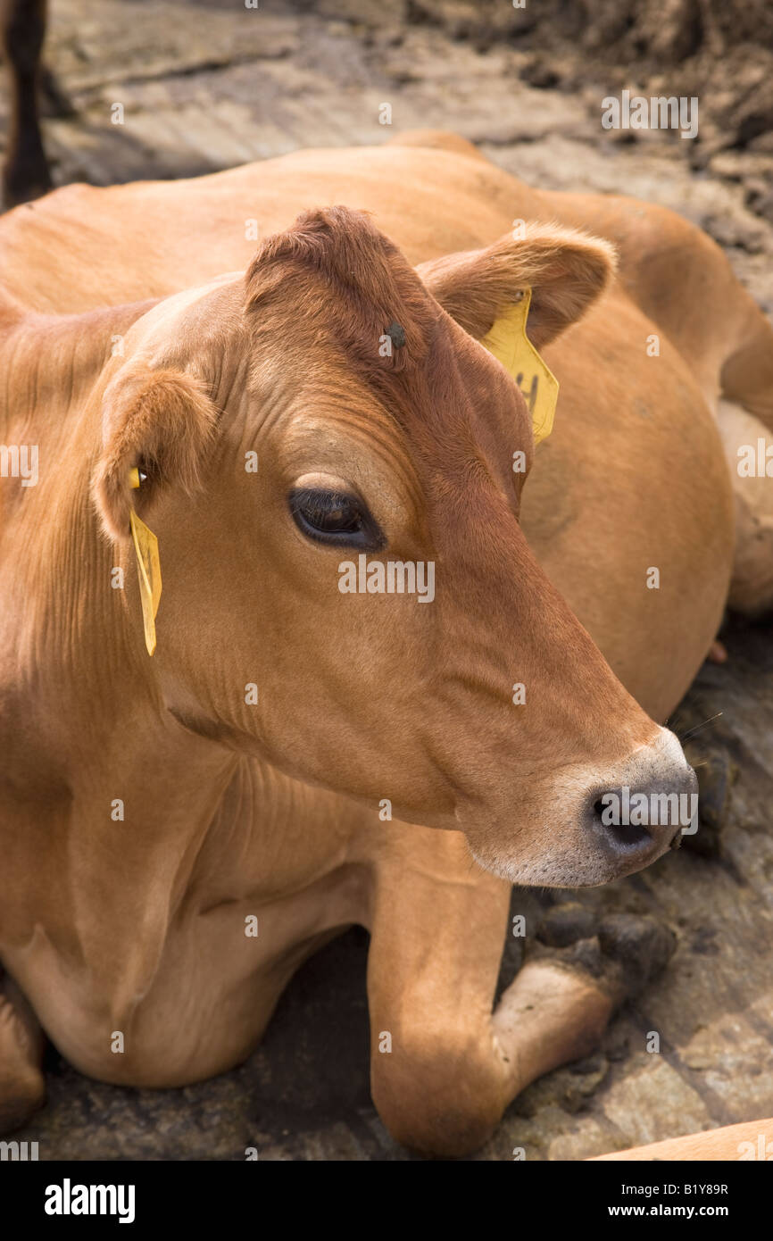Jersey Cow rilassante nella penna. Foto Stock