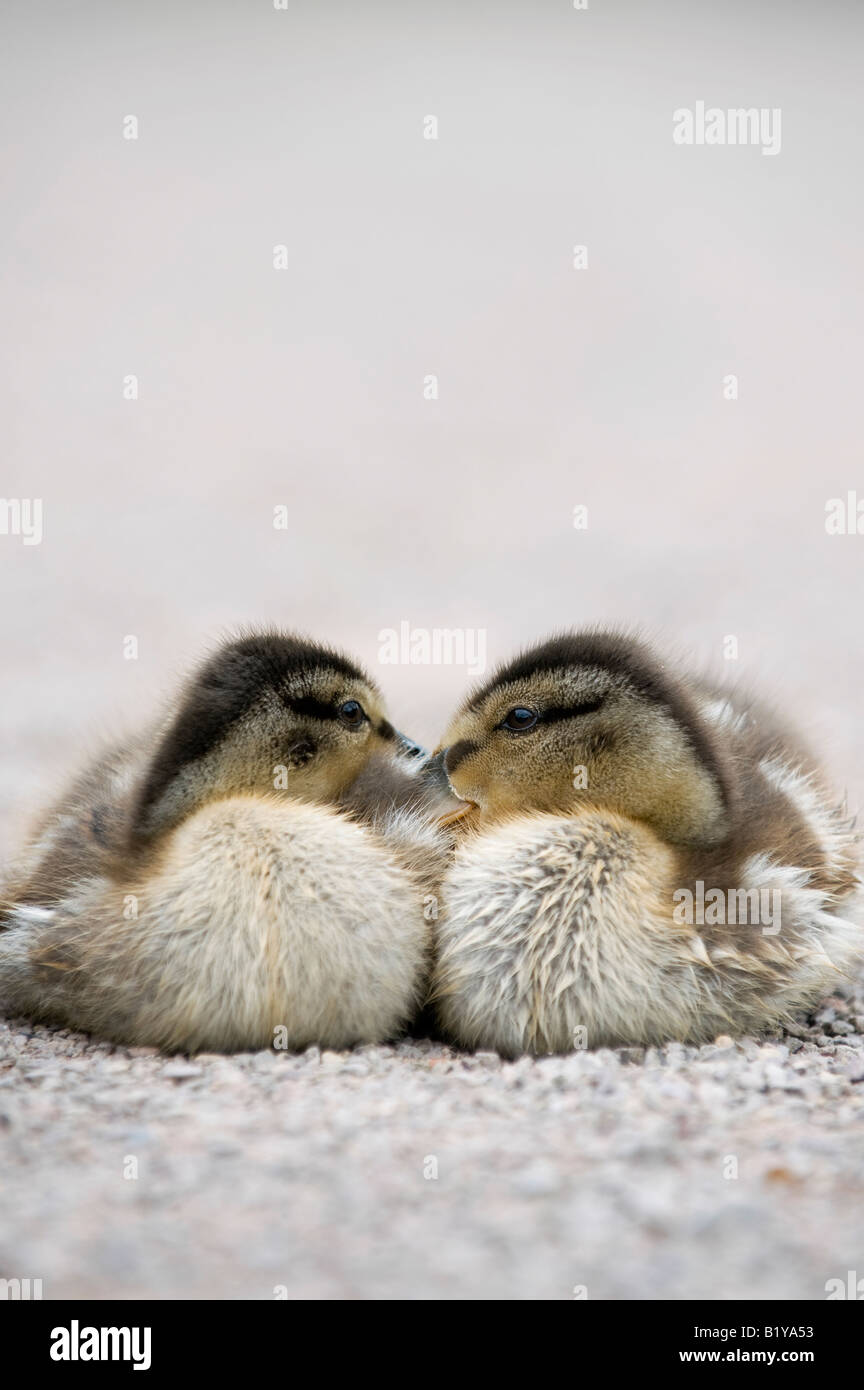 Due baby Mallard anatroccoli raggomitolati insieme. Regno Unito Foto Stock