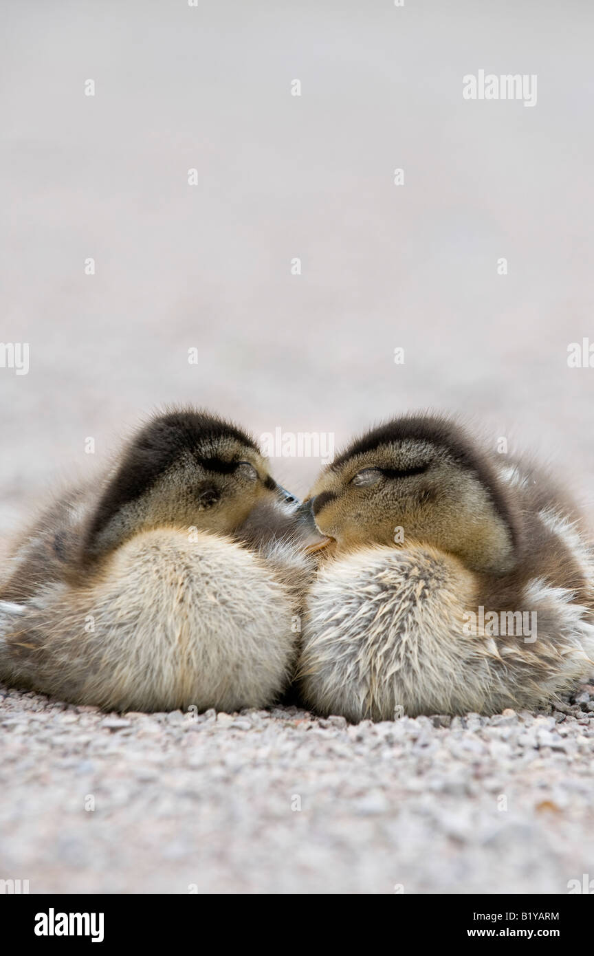 Due baby Mallard anatroccoli raggomitolati insieme addormentato Foto Stock