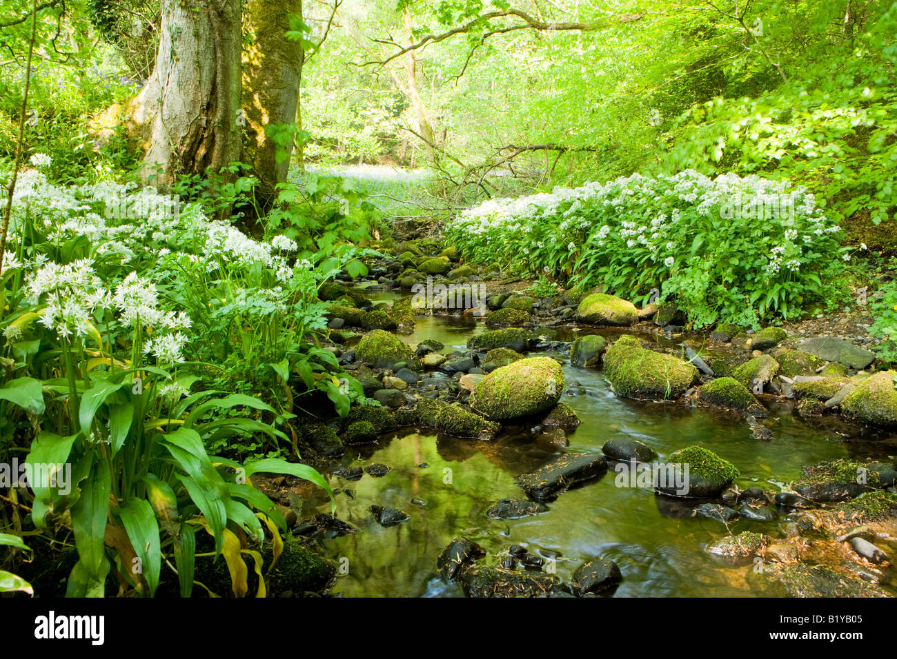 Smal stream attraverso il bosco con Ramsons in fiore Foto Stock