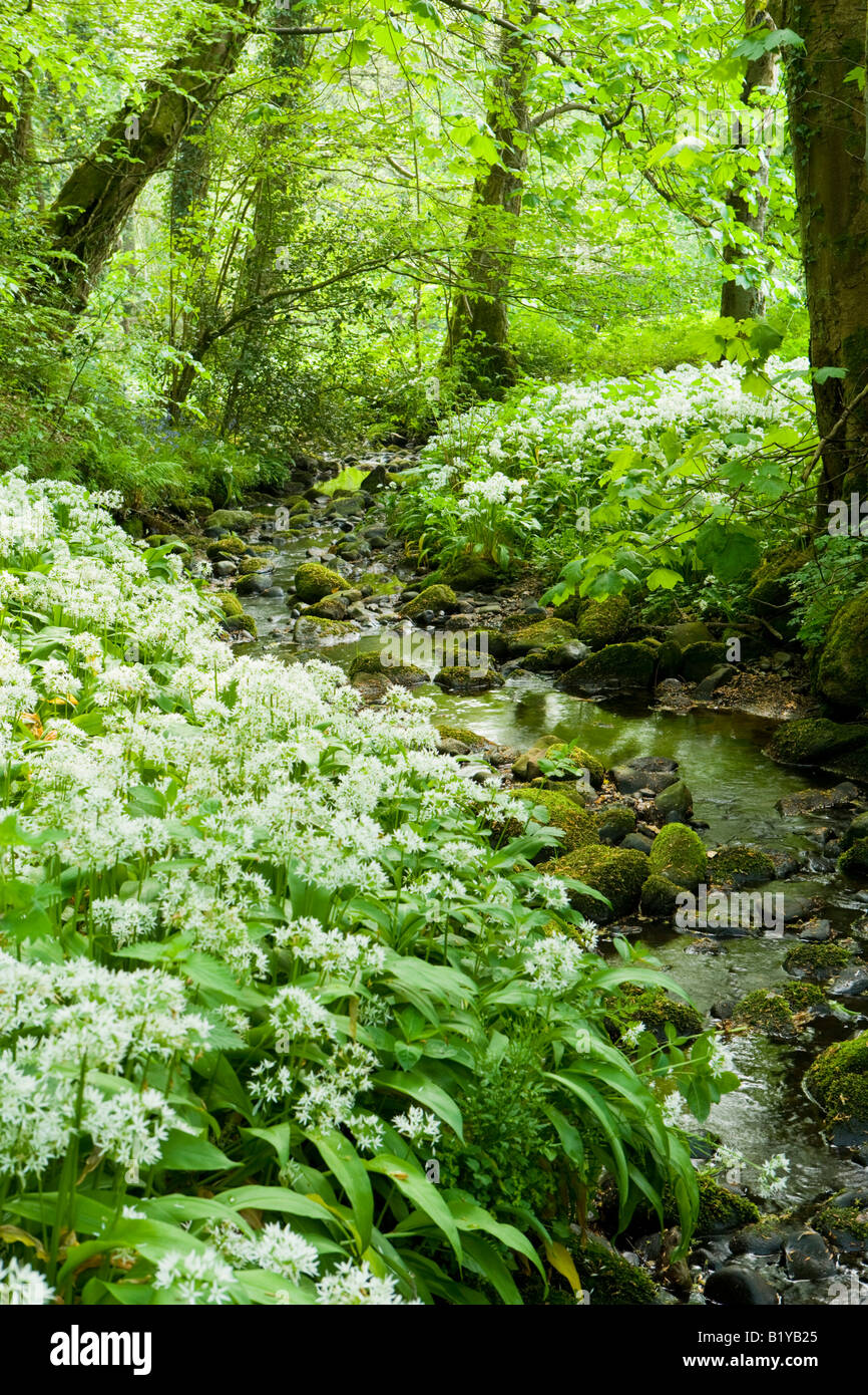 Smal stream attraverso il bosco con Ramsons in fiore Foto Stock