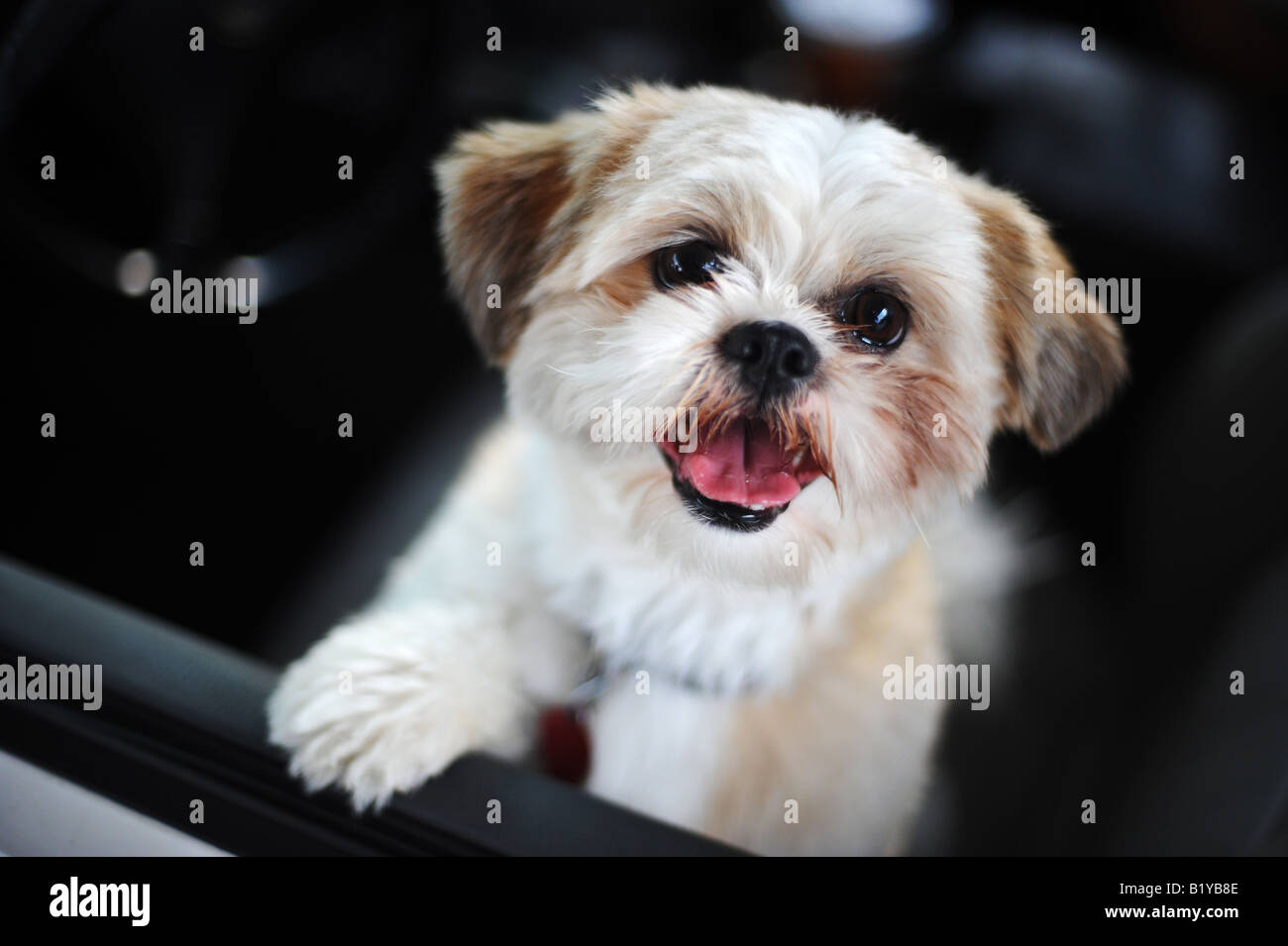 Shih Tzu guardando fuori una finestra auto Foto Stock