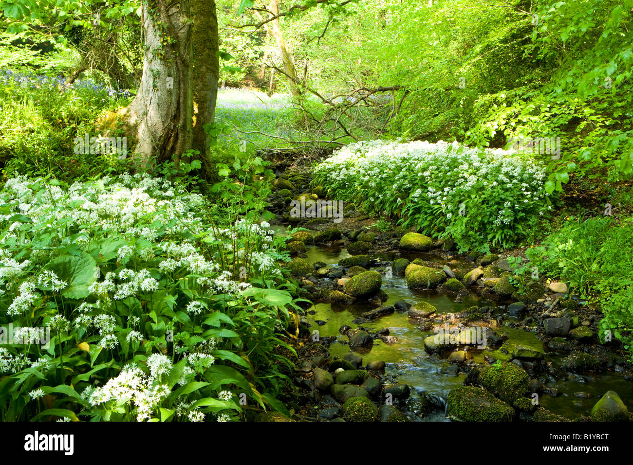 Smal stream attraverso il bosco con Ramsons in fiore Foto Stock