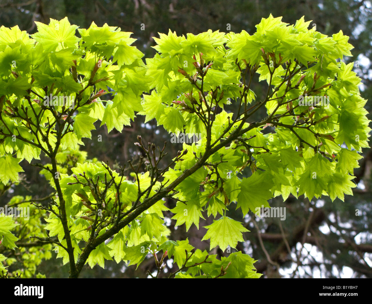 Acero giapponese. Acer shirasawanum 'Aureum" Foto Stock