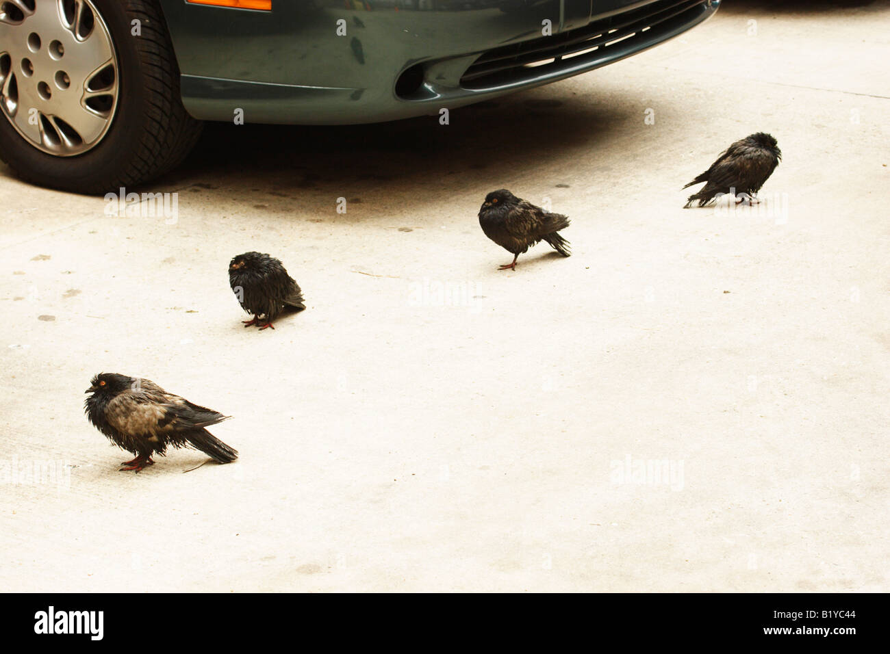 Dettagli di New Orleans Foto Stock