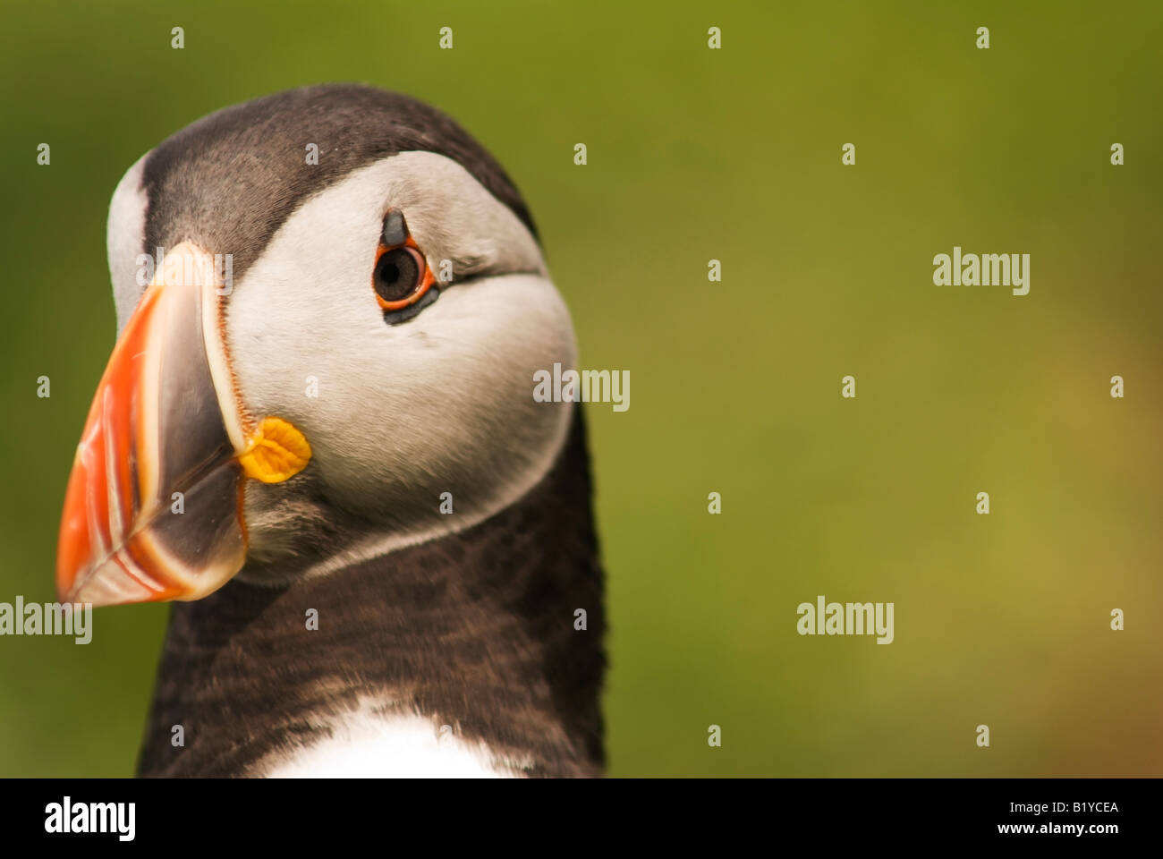 Leggermente sorpreso Puffin guardando fuori, close-up sulla testa. Foto Stock