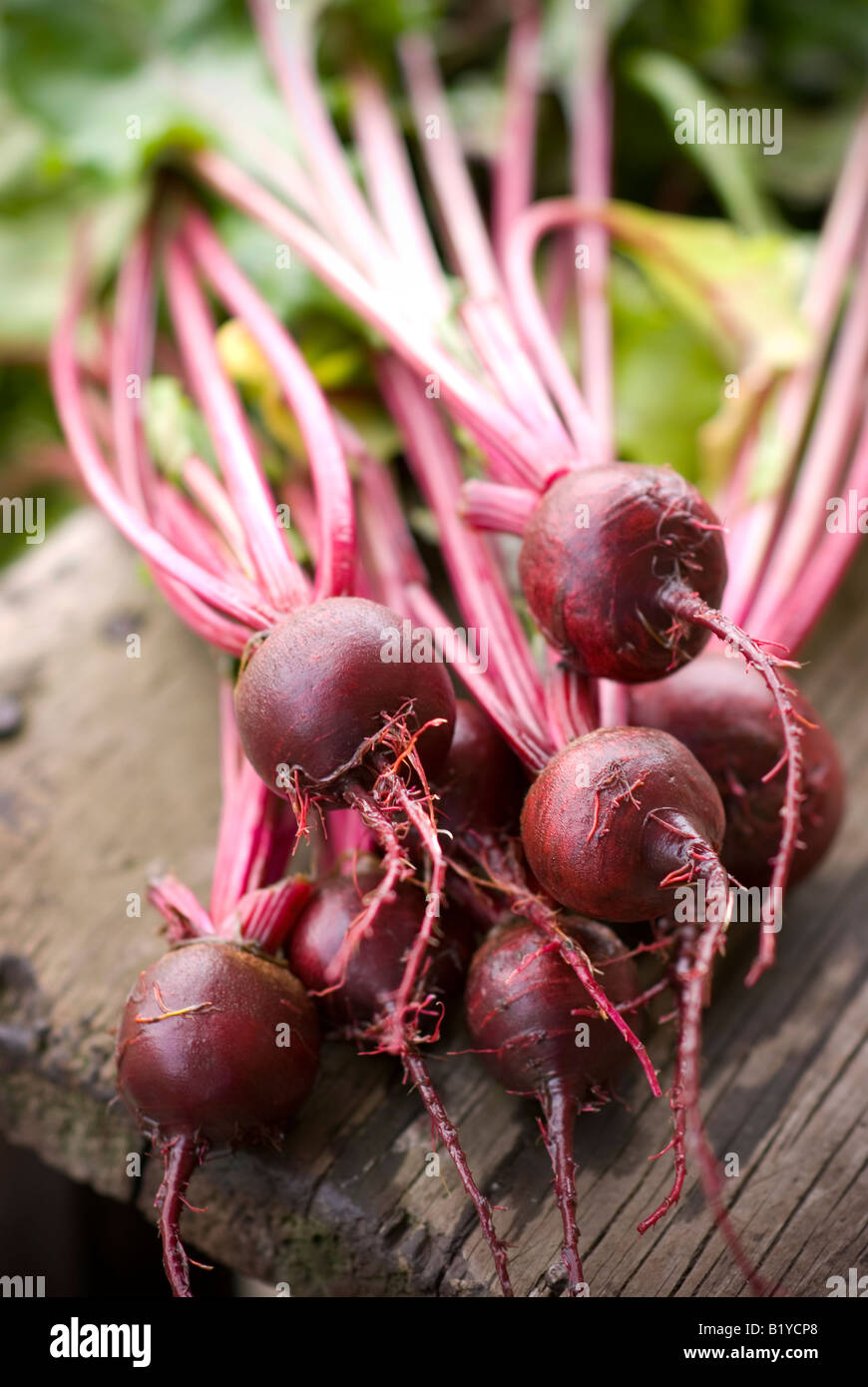 Bundle di barbabietole appena raccolto e collocato su un vecchio superficie in legno - varietà Boltardy Foto Stock