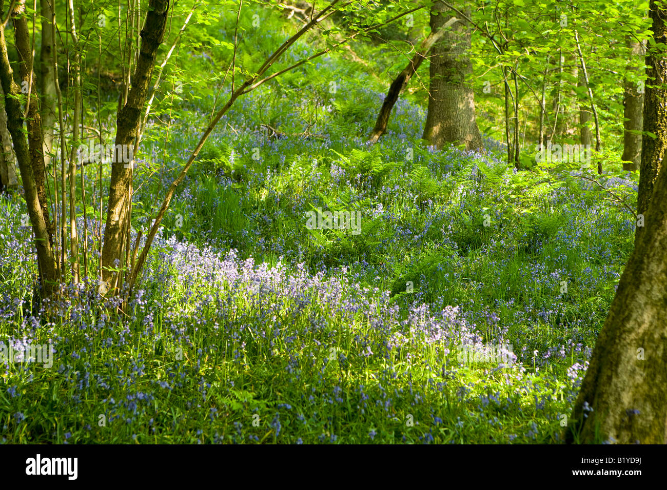 Bluebell legno, Brock Valley, Lancashire Foto Stock