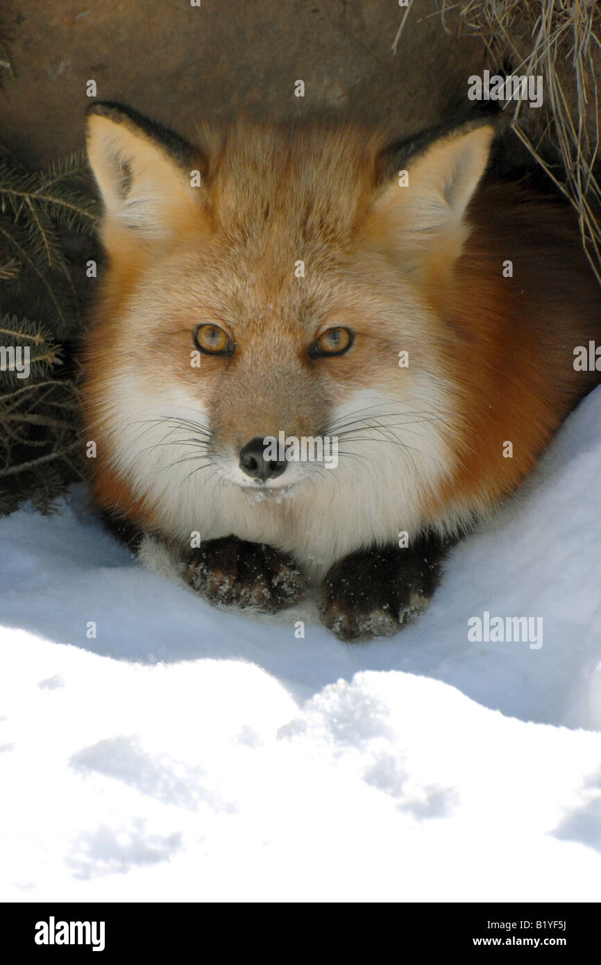 Red Fox Vulpes vulpes in appoggio in den Winter America del Nord Foto Stock