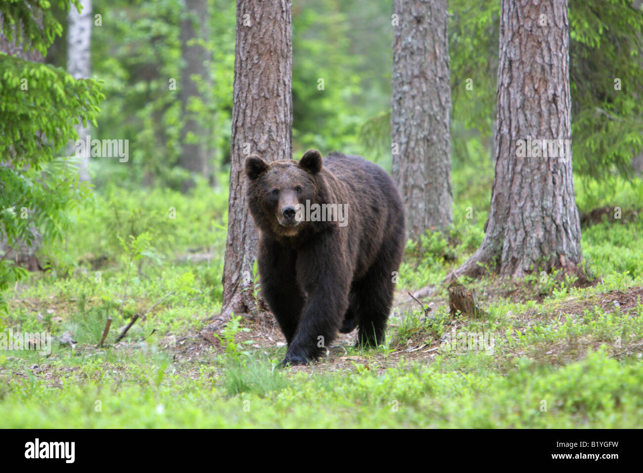 Unione Orso Bruno Ursus arctos a piedi attraverso una foresta in Finlandia con il contatto visivo Foto Stock