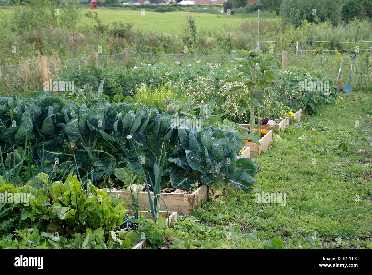 Home coltivati vegetali giardino cucina in letti sollevata Foto Stock