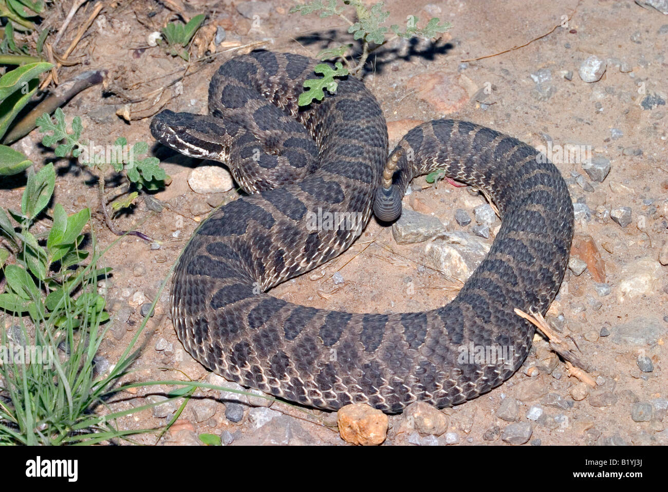 Massasauga Sistrurus catenatus Foto Stock