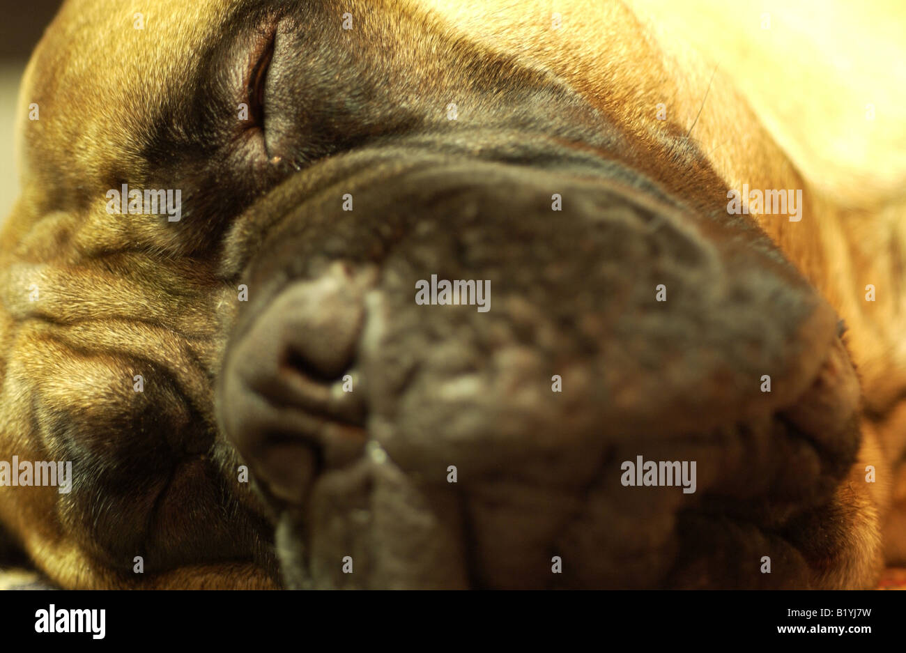 Lasciare i cani a pelo menzogna. Una fotografia di close-up di una stanca bullmastiff tranquillamente in appoggio. Foto Stock