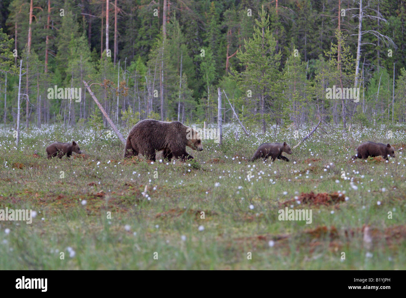 Unione Orso Bruno Ursus arctos madre con tre cuccioli a piedi attraverso il cotone erba in Finlandia Foto Stock