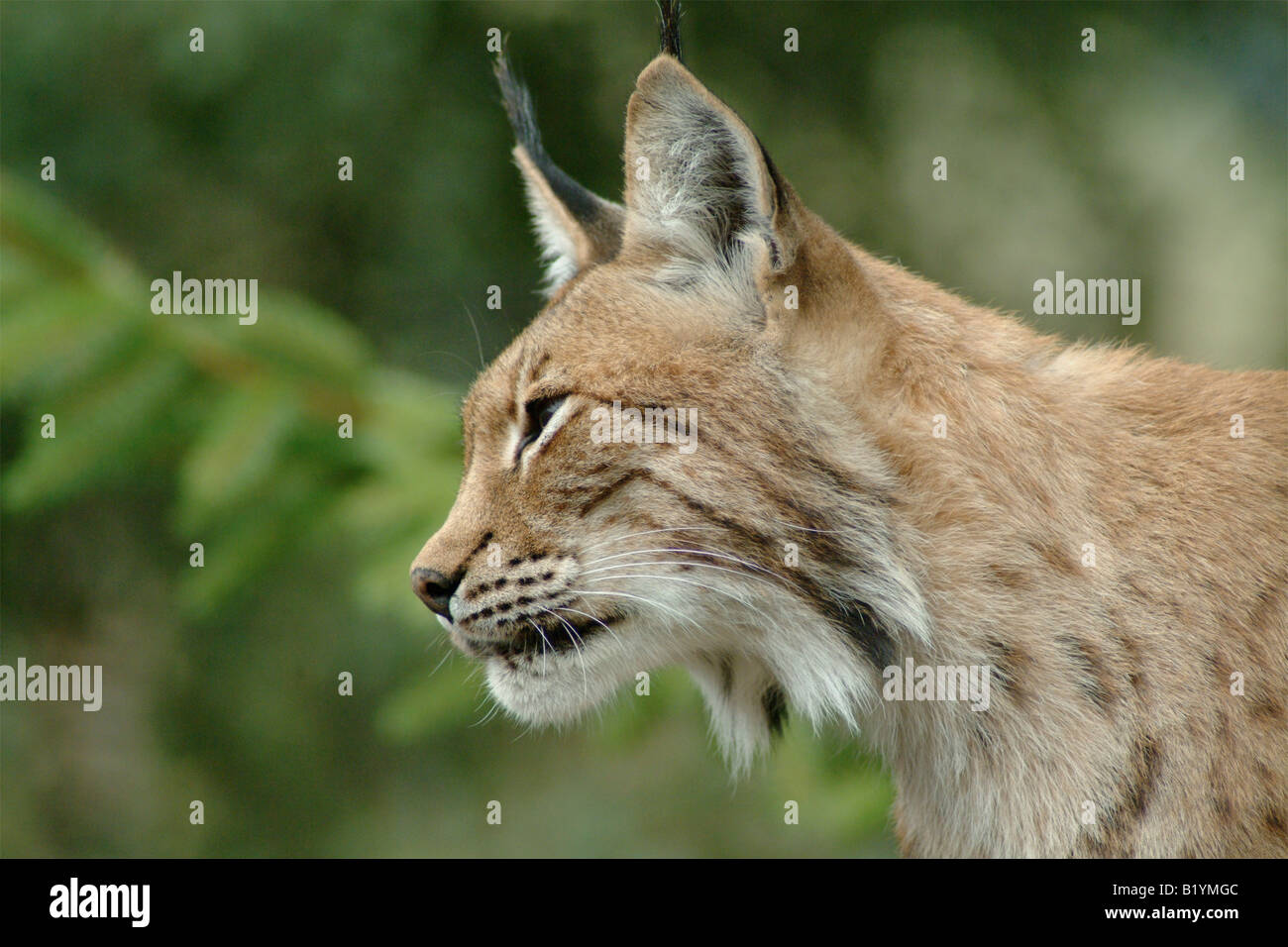 Europaean Lynx Foto Stock