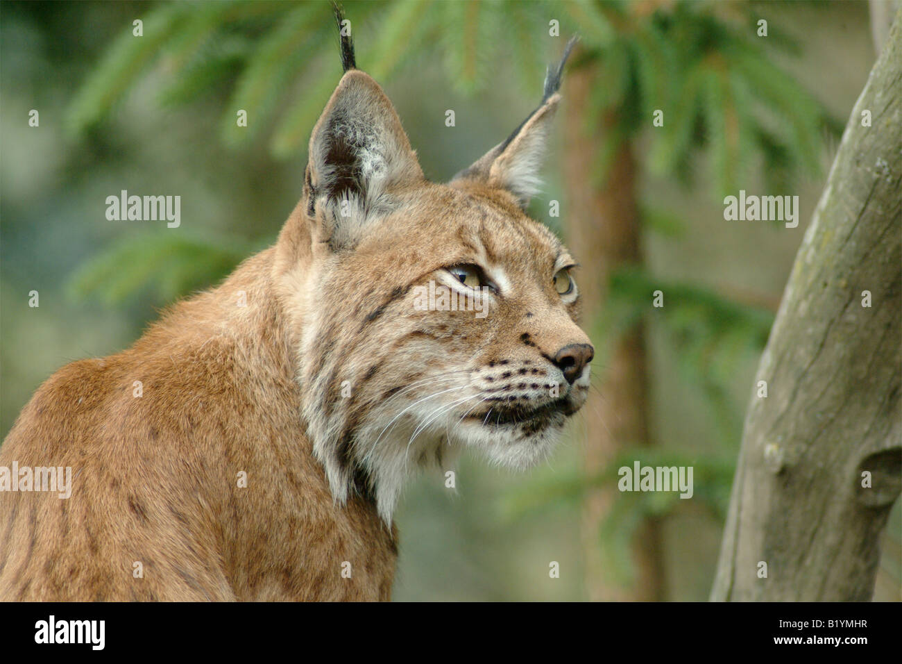 Europaean Lynx Foto Stock