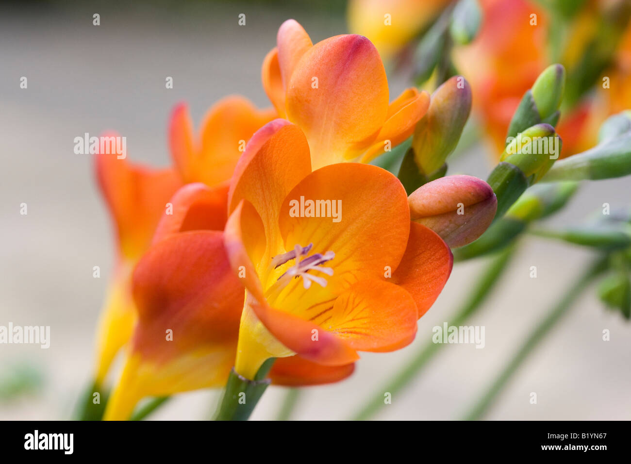 Arancione e rosa Fresia fiori e boccioli su steli Foto Stock