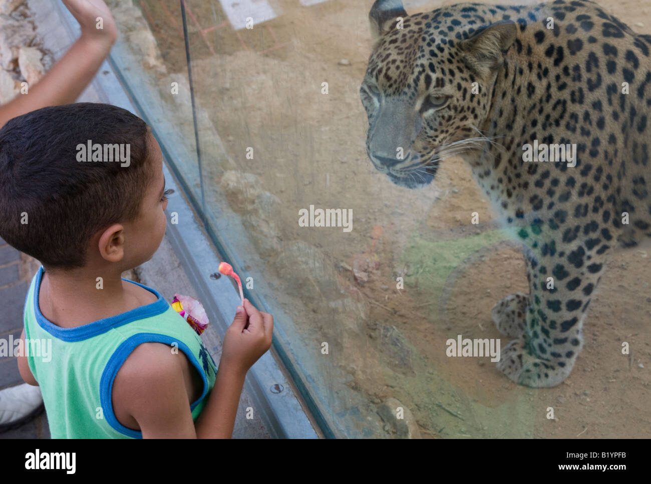 Israele Biblico di Gerusalemme Zoo family giardini zoologici di bambino con lollipop guardando a leopard Foto Stock