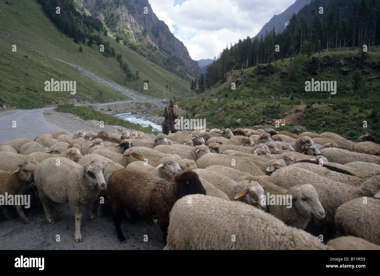 Un pastore del Kashmir si muove le sue pecore verso il basso la Srinagar a Leh autostrada nella Pedemontana himalayana del Kashmir India Foto Stock