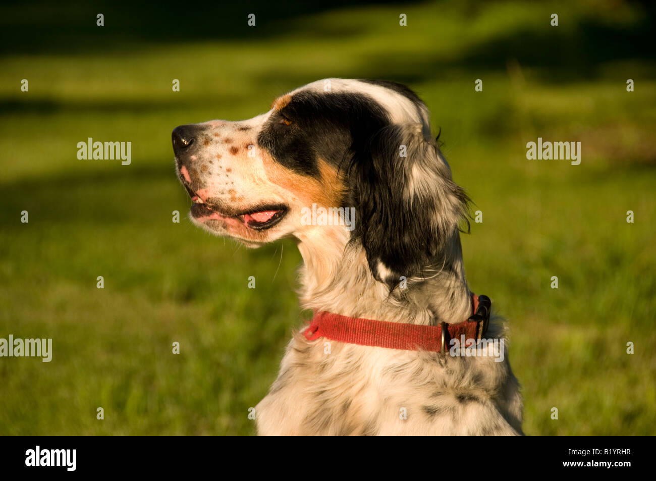 Setter inglese cane con attenzione. Foto Stock