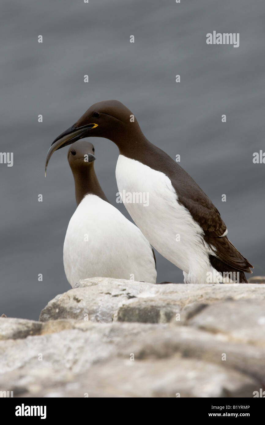 Comune di Guillemot (Uria aalge) alimenta il pesce per il suo partner Foto Stock