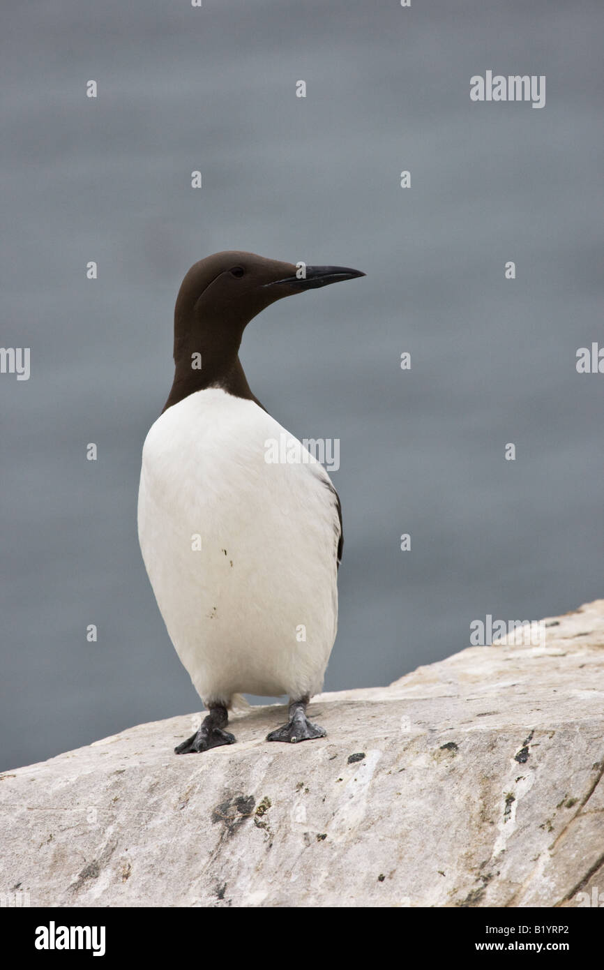 Comune di Guillemot (Uria aalge) Foto Stock