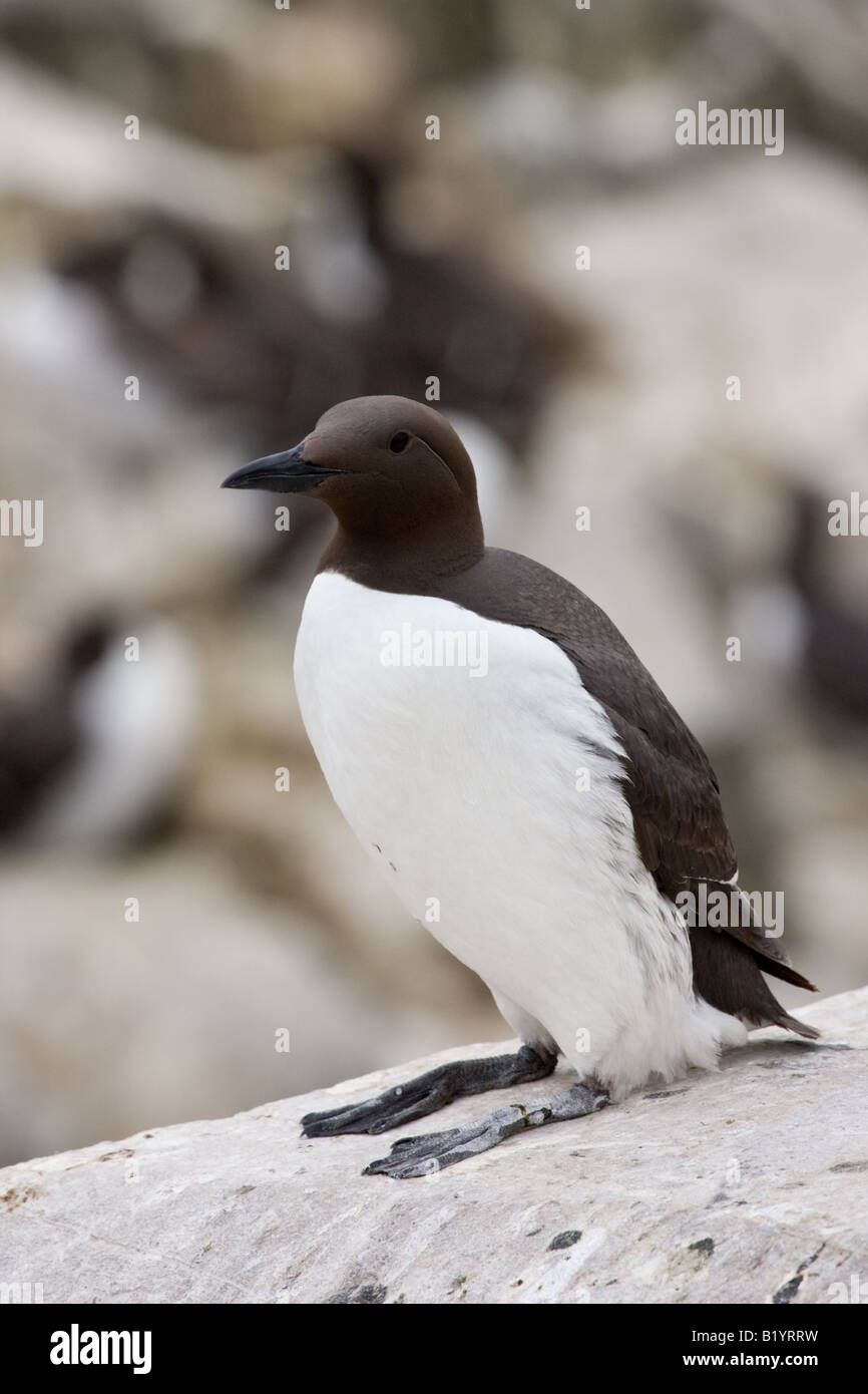 Comune di Guillemot (Uria aalge) Foto Stock