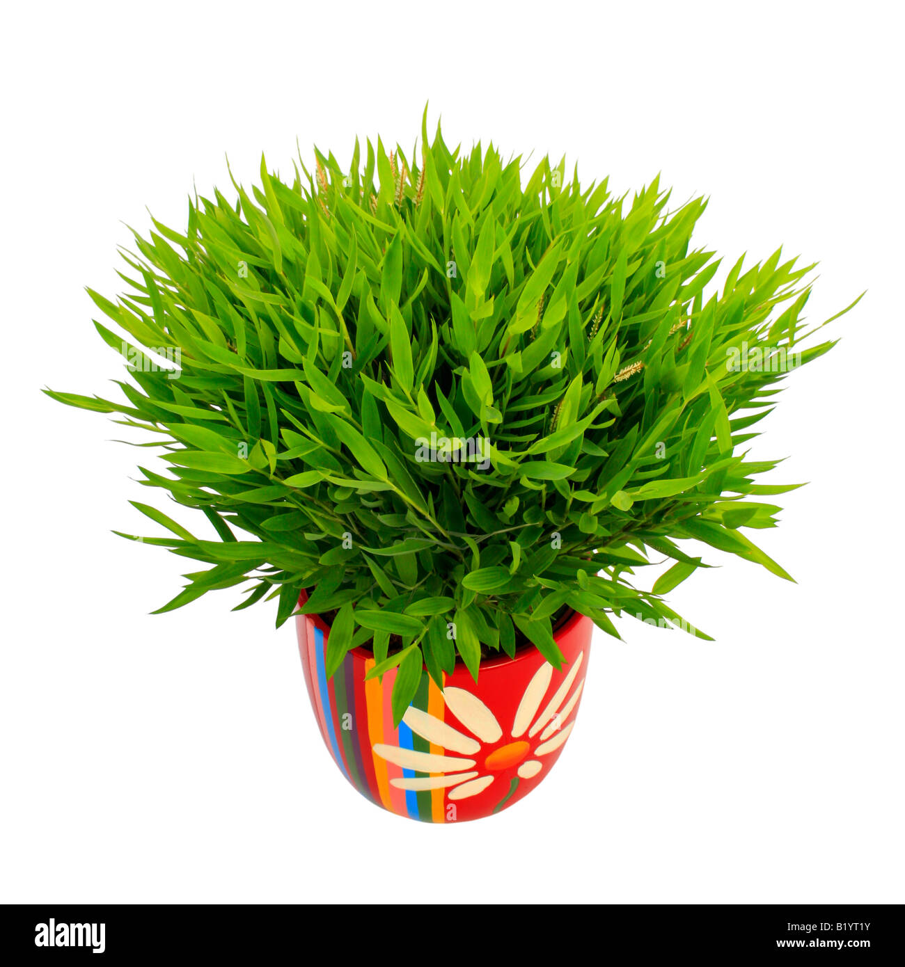 Bambù in miniatura Pogonatherum paniceum pianta in vaso colorato Foto Stock