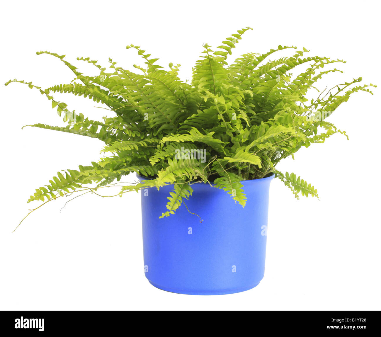 Boston fern Nephrolepis exaltata pianta in vaso blu Foto Stock