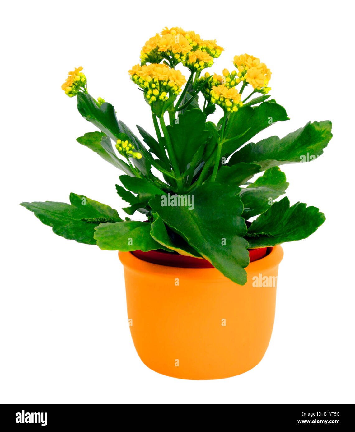 Vaso 'artevasi Razza Madagascar Antracite 30 Cm - Vaso Rotondo In Polipropilene Con Protezione UV
