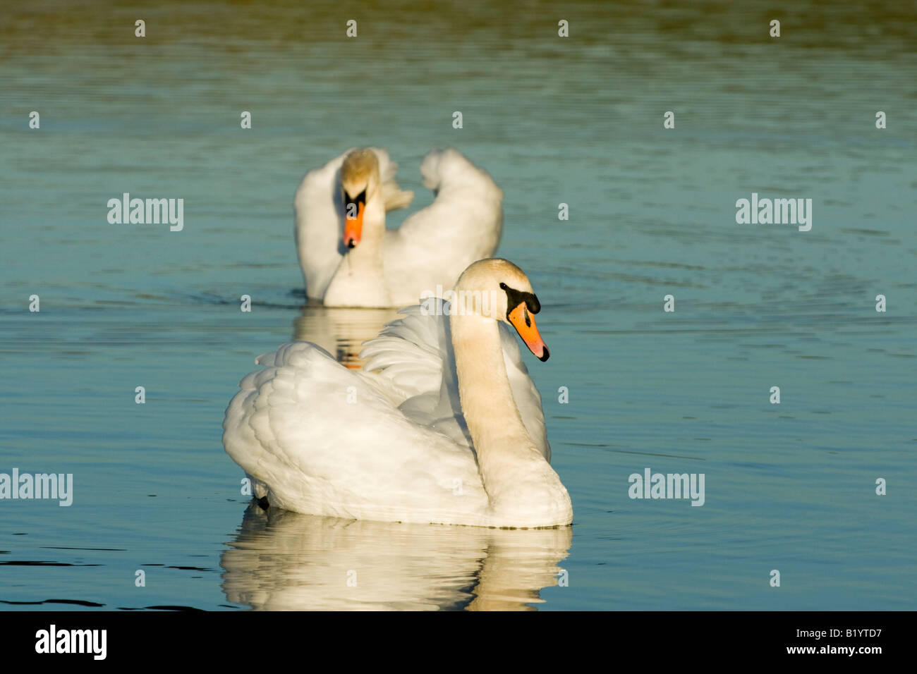 Cigni,Cygnus olor Foto Stock