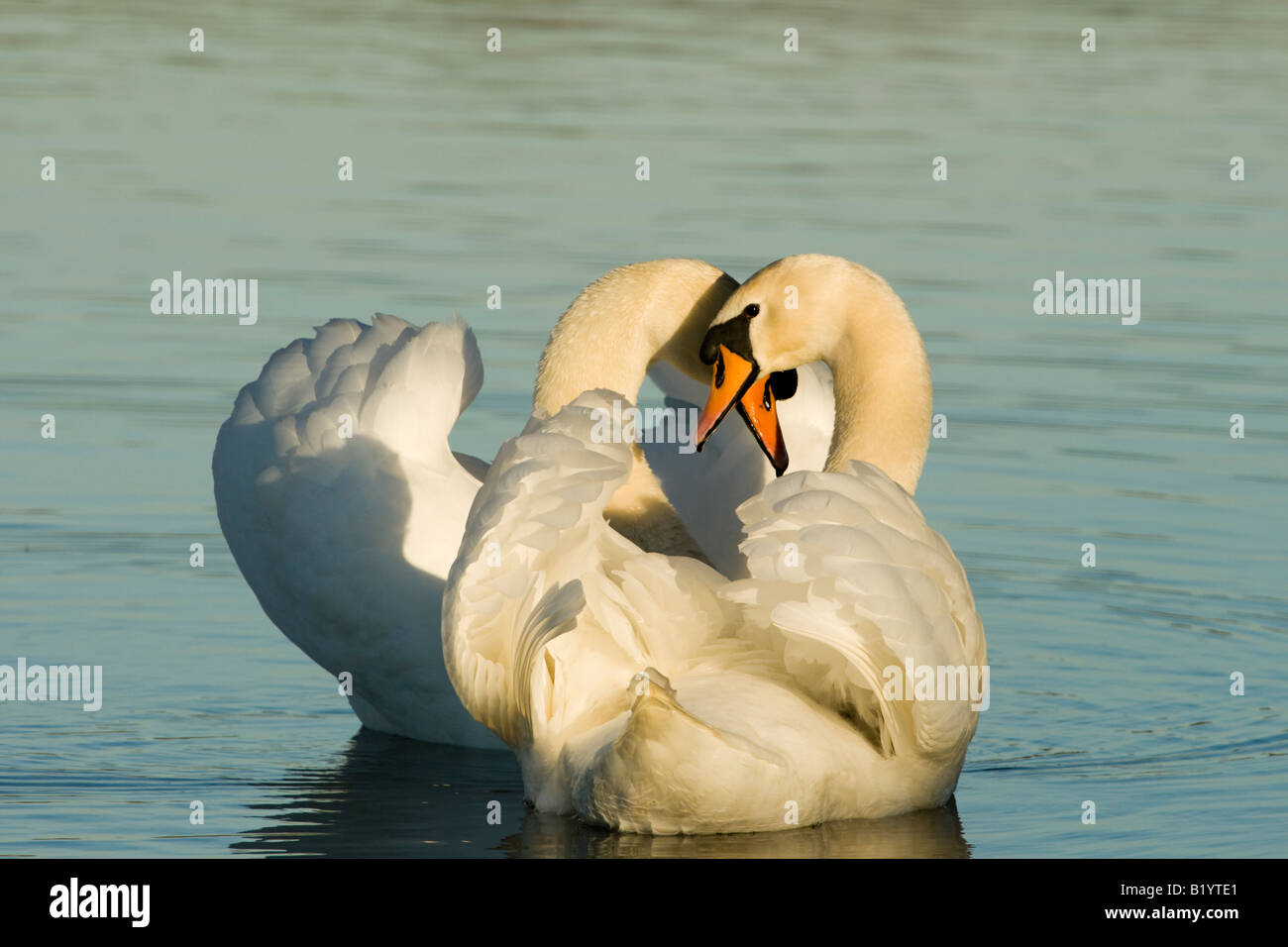 Cigni,Cygnus olor Foto Stock