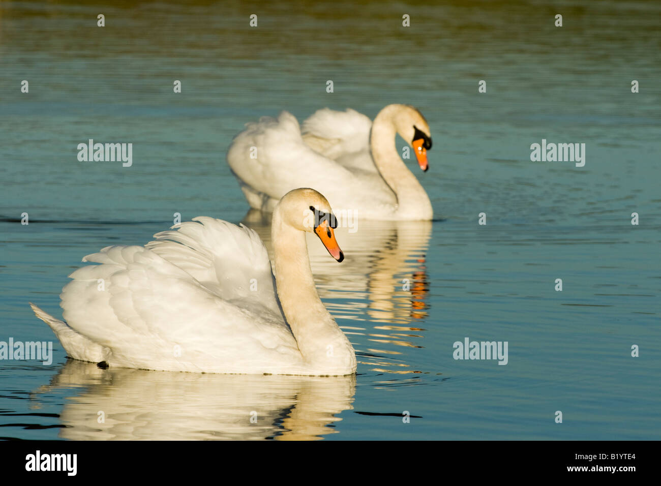 Cigni,Cygnus olor Foto Stock