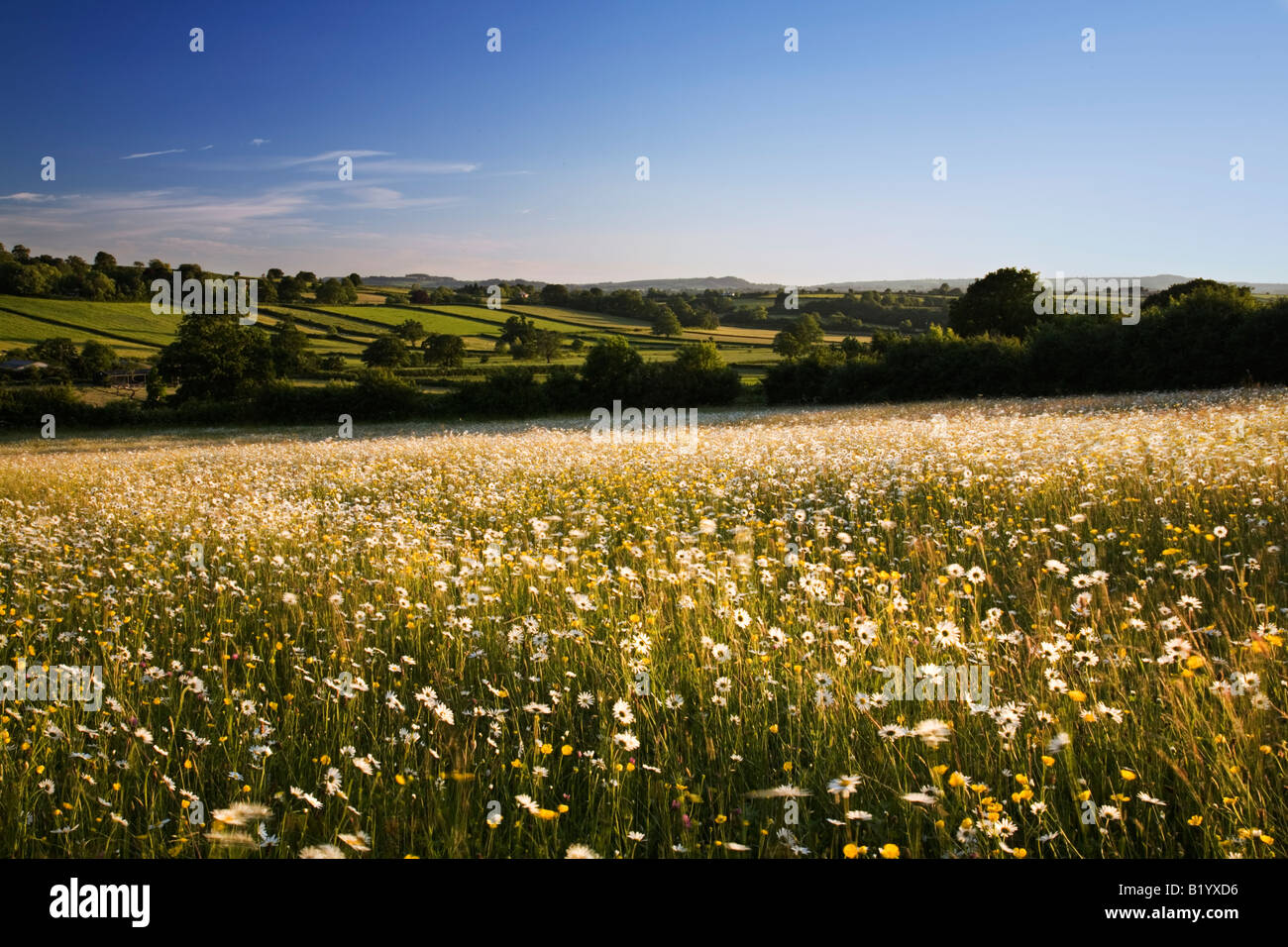 Luce della Sera attraverso un tradizionale fieno prato in Somerset Foto Stock