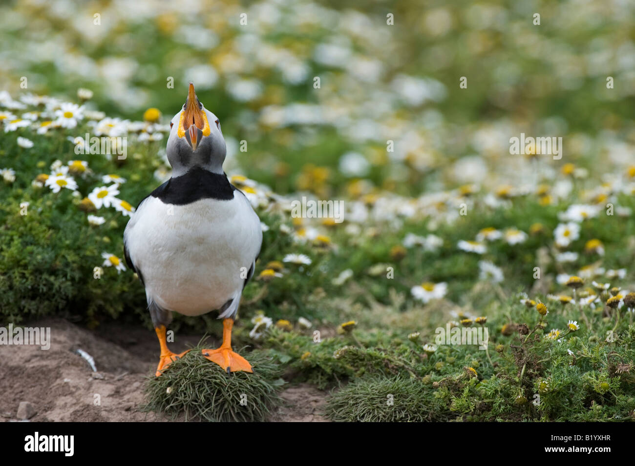 Fratercula arctica. Atlantic puffin con bocca aperta che mostra la linguetta spinato in cima a una scogliera sull isola Skomer, Galles Foto Stock