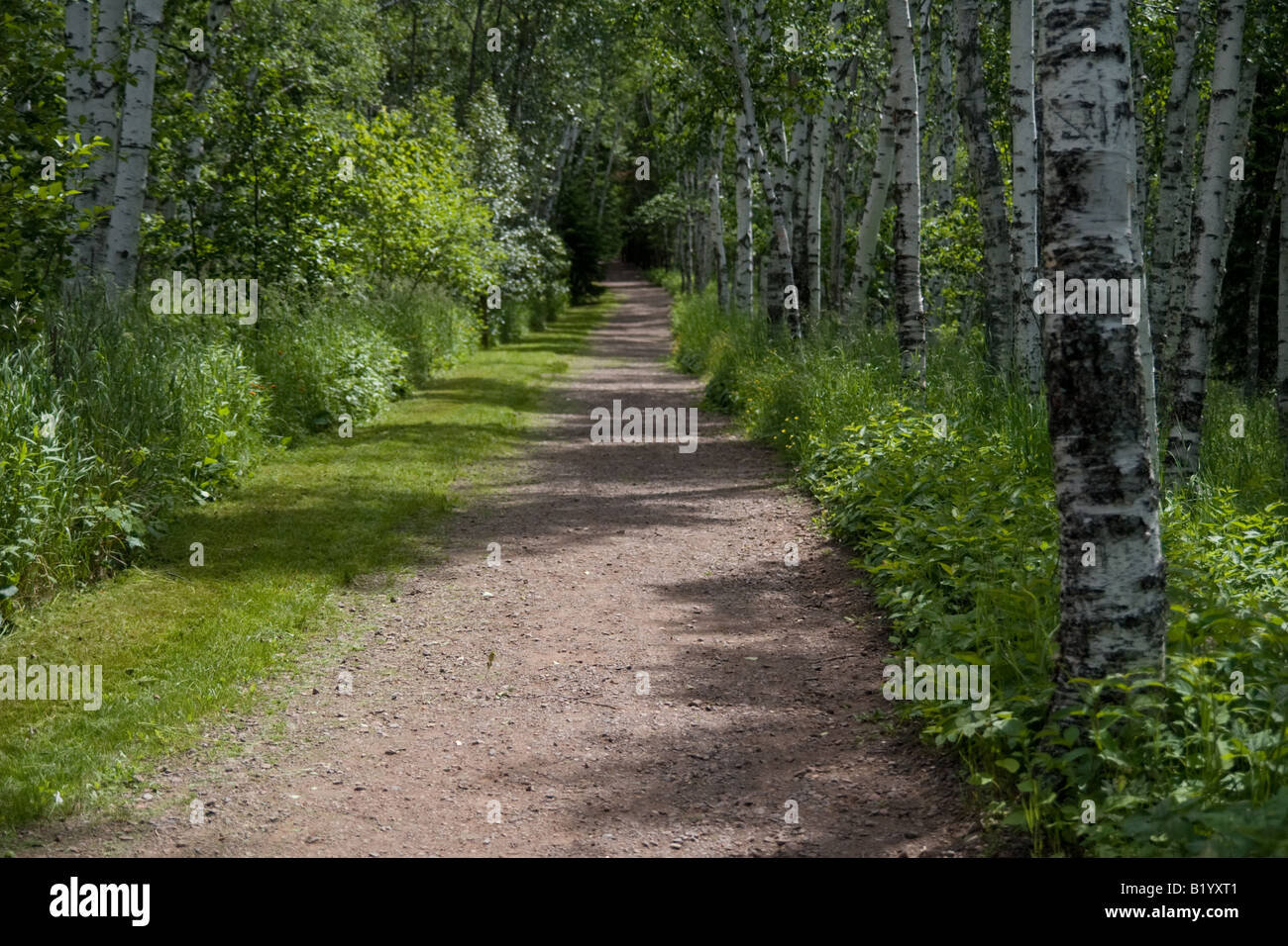 Un percorso in una foresta foderato con betulle, vicino a due porti, MN, Stati Uniti d'America. Foto Stock