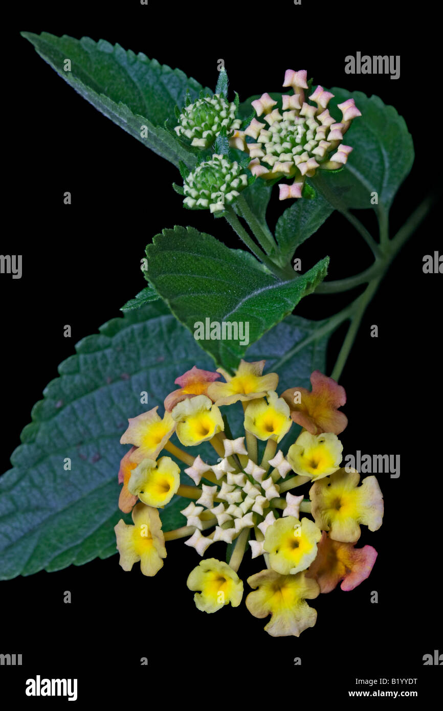 Lantana Camara Sonja Foto Stock
