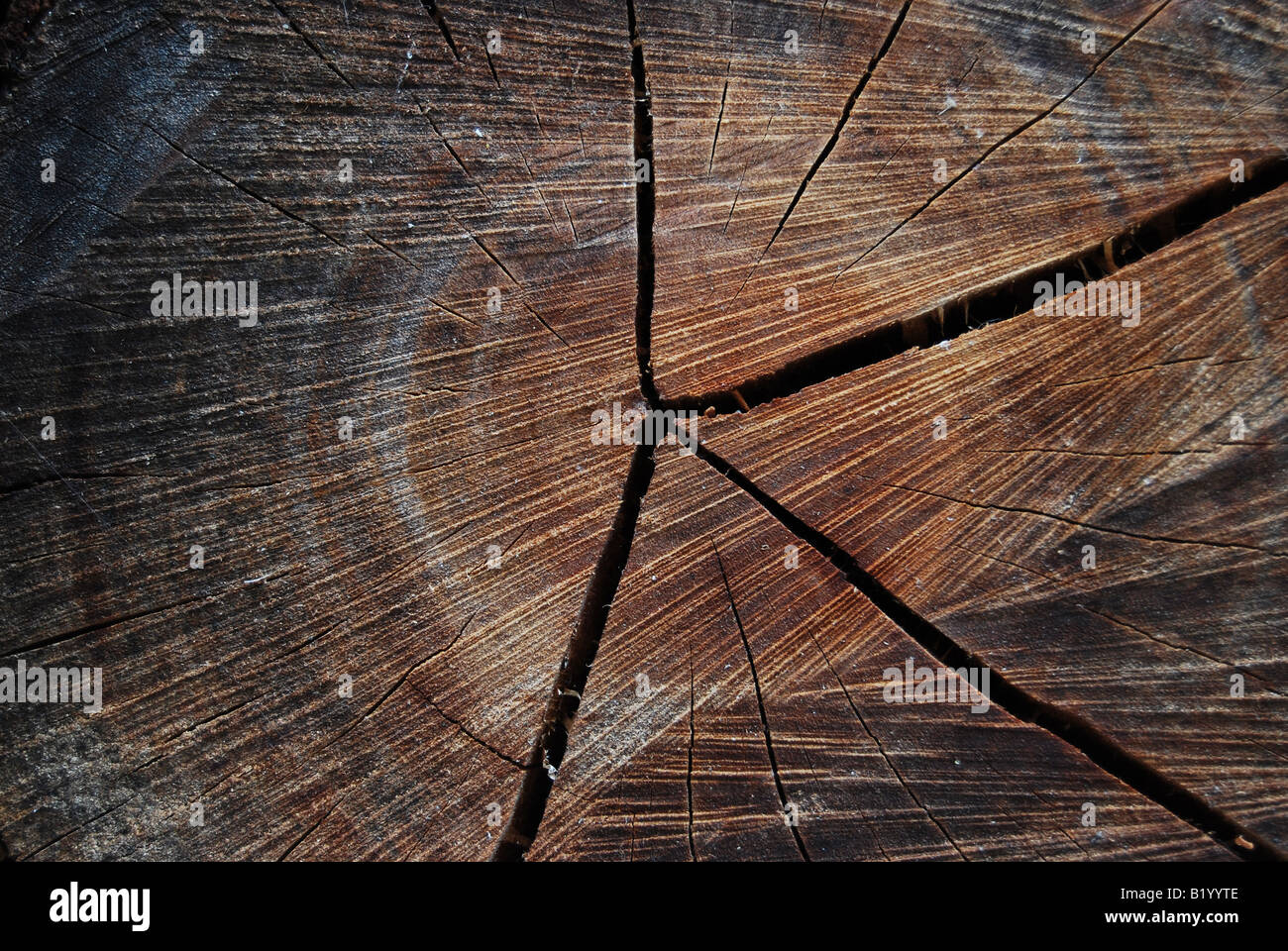 Primo piano di un pezzo di legna Foto Stock