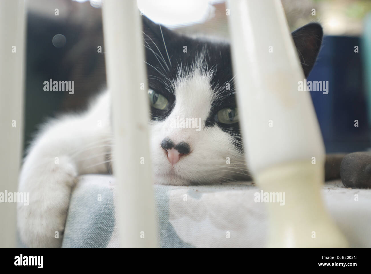 Bianco e nero Cat rilassante. Foto Stock