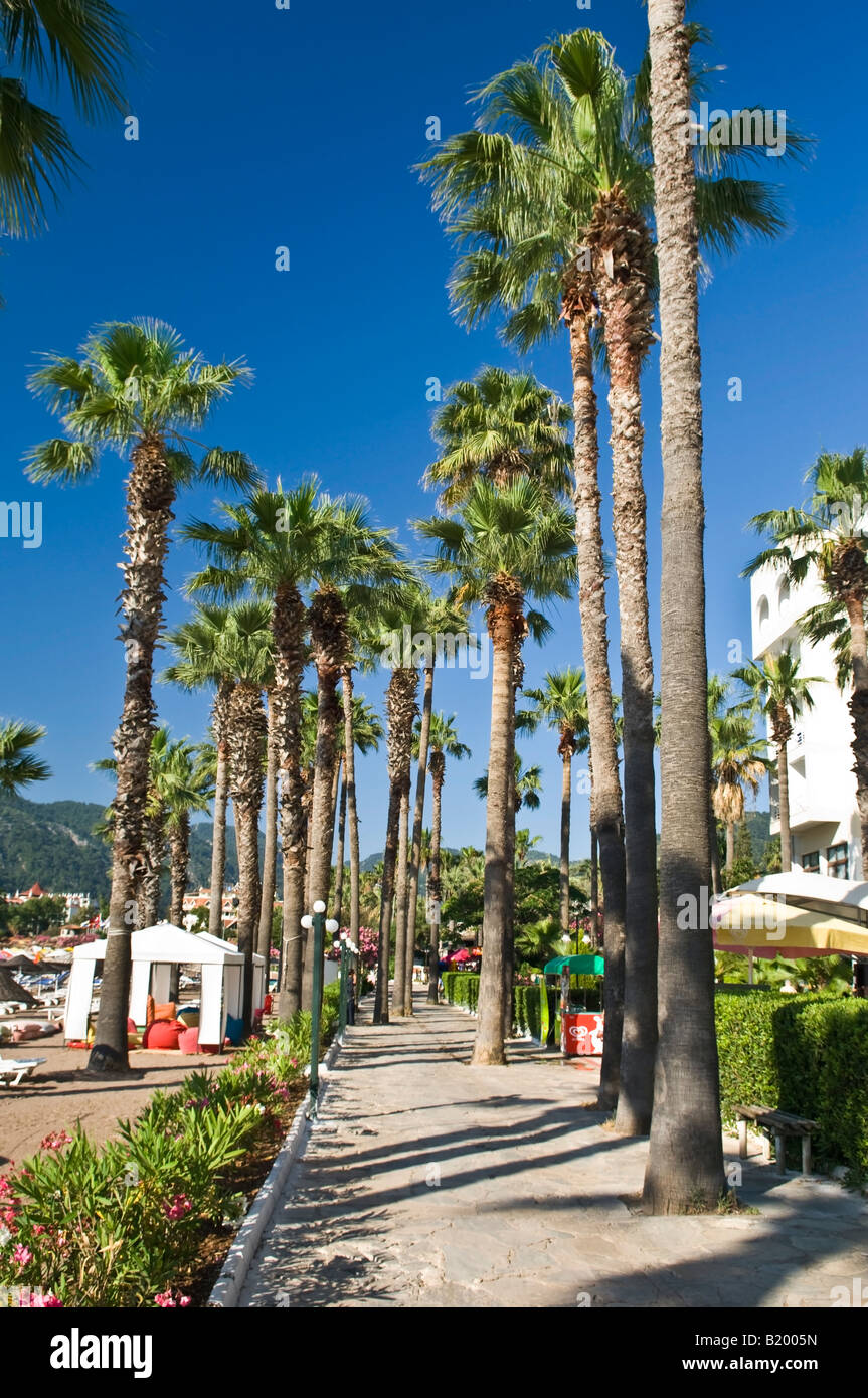 Alberi di palma cresce accanto al lungomare di Icmeler Marmaris Mugla Turchia Foto Stock