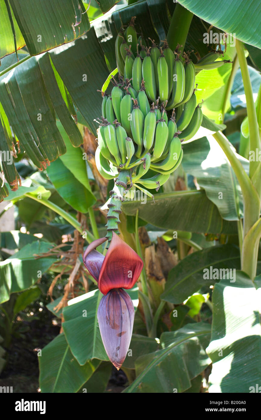 Banane acerbe su un albero di banana Foto Stock