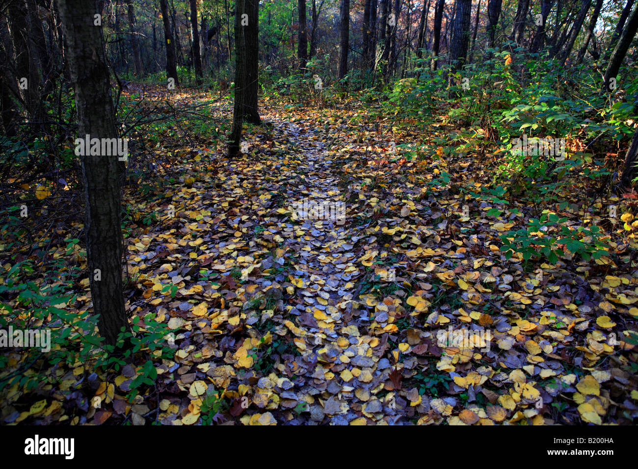 ICE AGE sentiero tra la strada est e Kettle Moraine DRIVE IN Kettle Moraine la foresta di stato unità meridionale WALWORTH COUNTY WISCON Foto Stock